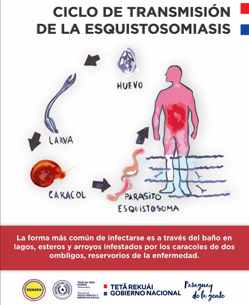 Reeikuaapa Mba E Esquistosomiasis O Enfermedad De Las Represas Ministerio De Salud Publica Y Bienestar Social